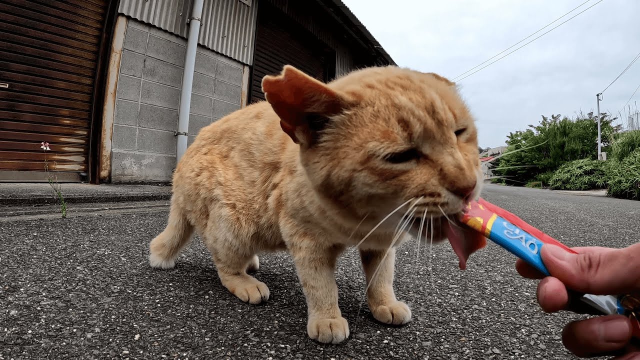 男木島　おやつにお気に入りのちゅ～るを貰えると思ったらカリカリを出されてしょんぼりした表情で拗ねる茶トラ猫ちゃんｗ