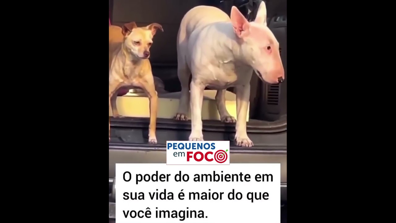 Ambiente molda