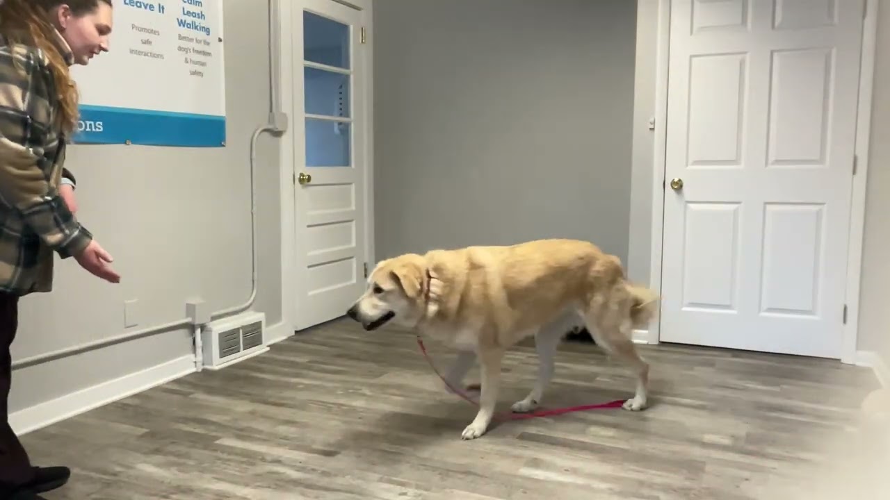 Barky- Working on sit, down, place, come, and look