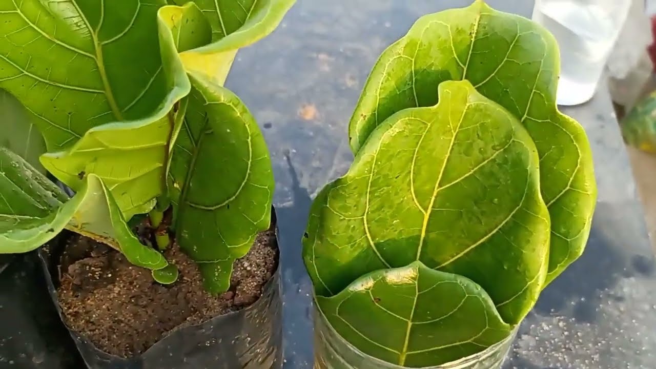 Fiddle Leaf Fig cuttings & Propagation technique