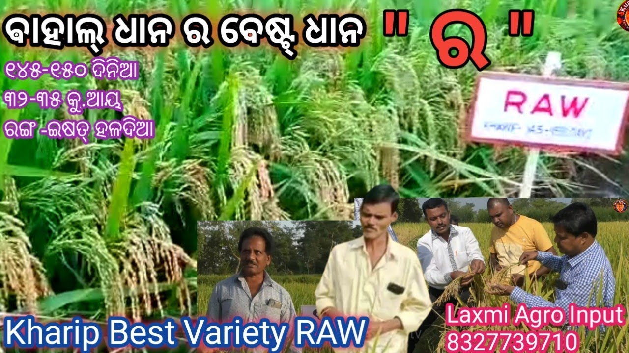 bahal dhana ra top variety Raw// raw paddy variety// ଲକ୍ଷ୍ମୀ ଏଗ୍ରୋ ଇନପୁଟ୍ ର ଧାନ କିସମ -ର