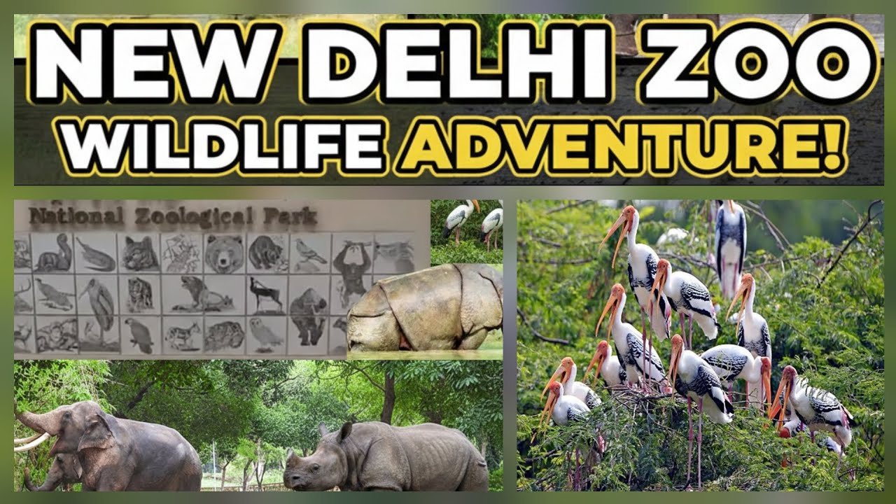 Delhi Zoo - Zoo Delhi Animals🦒 - Details Info Check  Description  | Delhi Zoo is Reopen