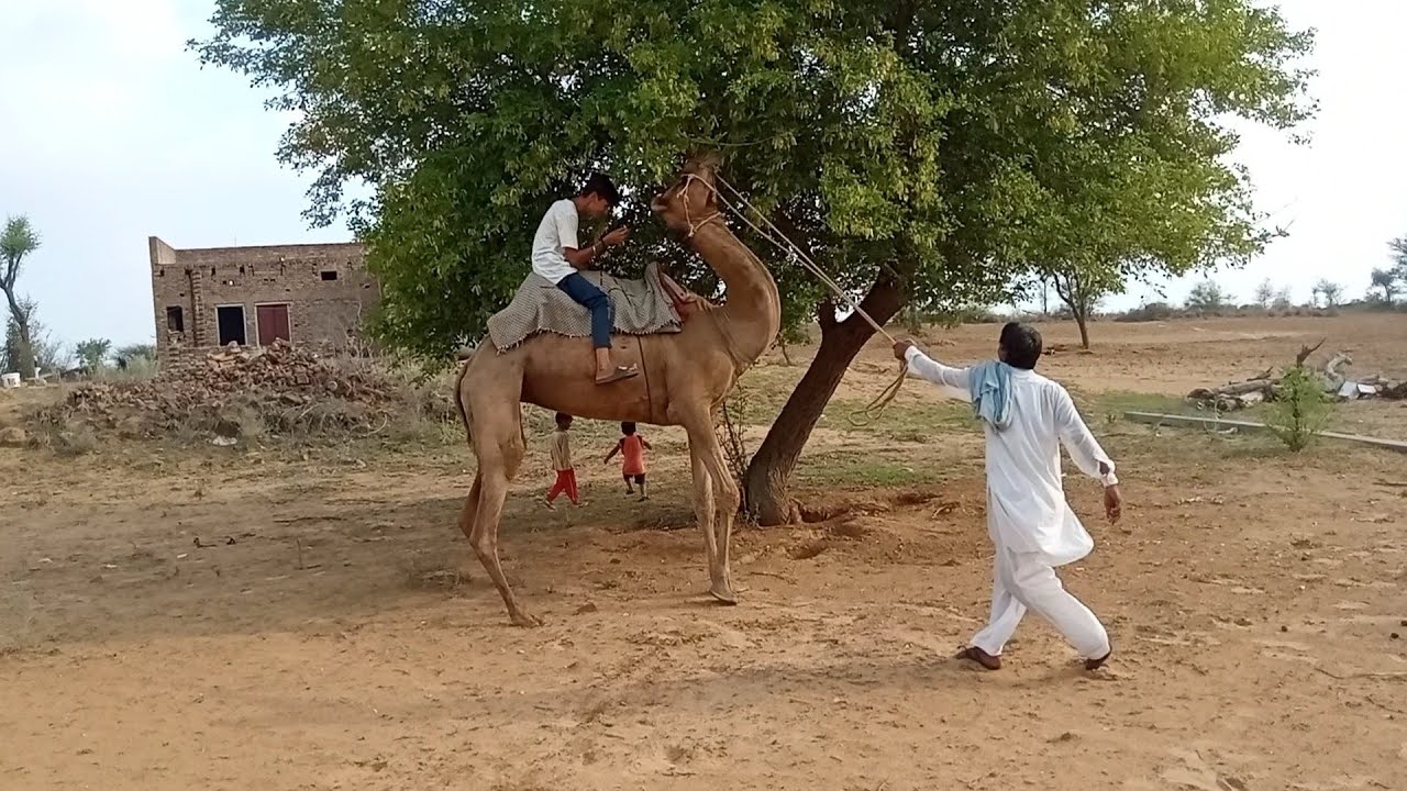 I got angry while riding a camel 🐫🐫/rajsthani camel#animals#camel#thar#shivanimalfarm