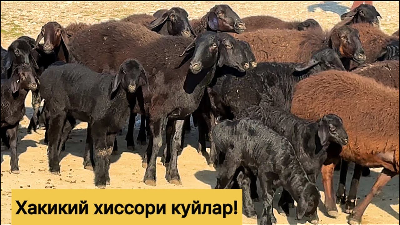 Хиссори куйлар! 978539798☎️