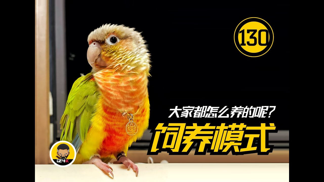 聊聊很多人困扰的饲养模式~【#130】手养鹦鹉【问答】~大家都怎么养的呢？~展开说说~
