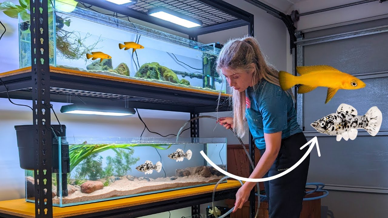 DIY Aquarium Rack Setup in Garage! (Adding Tanks)