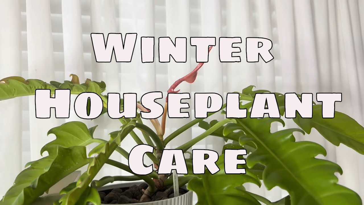 Winter-Proof Your Houseplants: 7 Essential Steps to Prepare Indoor Plants for Winter