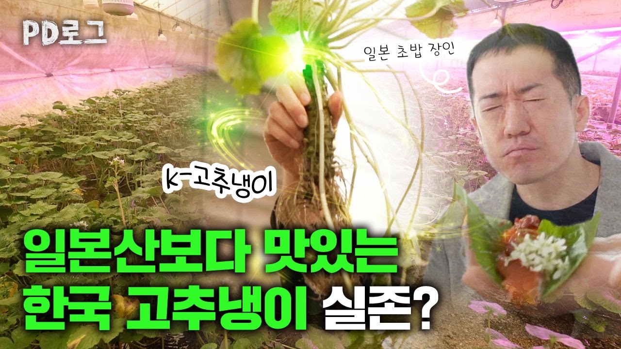 일본 와사비보다 맛있는 한국 고추냉이 실존?! | PD로그 | 46화 도전! 초밥왕