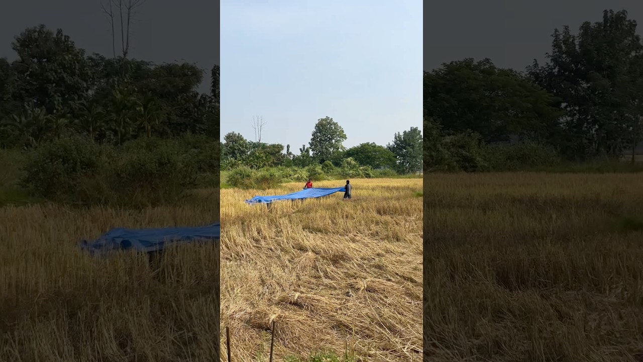 Final harvest day at farm 