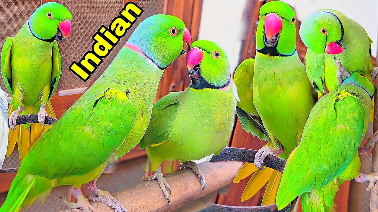 Different Funny🎀Indian Parrots🌸💕