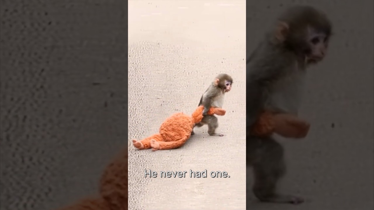 The Baby Monkey from Ichikawa Zoo Who Carries an IKEA Plush