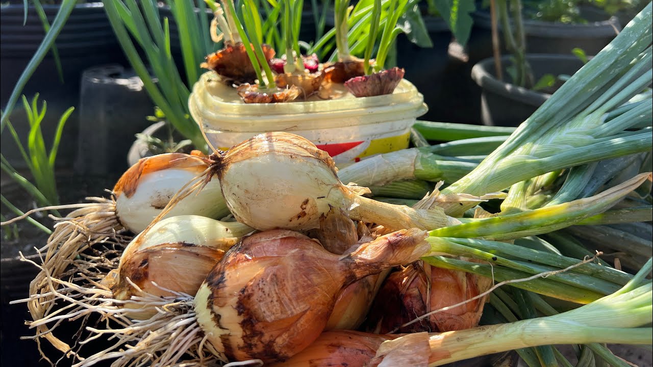 Como plantar cebola utilizada pedaços