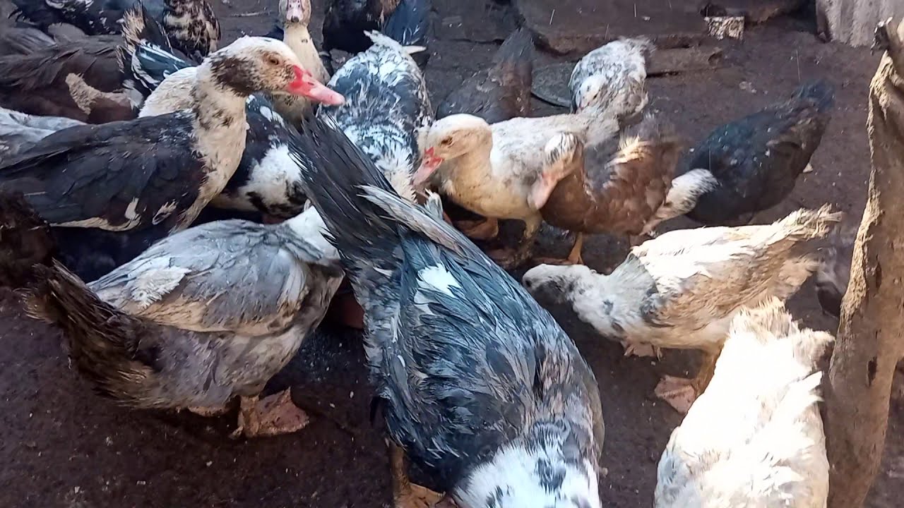 🔴 LAL ÖRDEKLER NIYE AZ YUMURTA VERIR ?