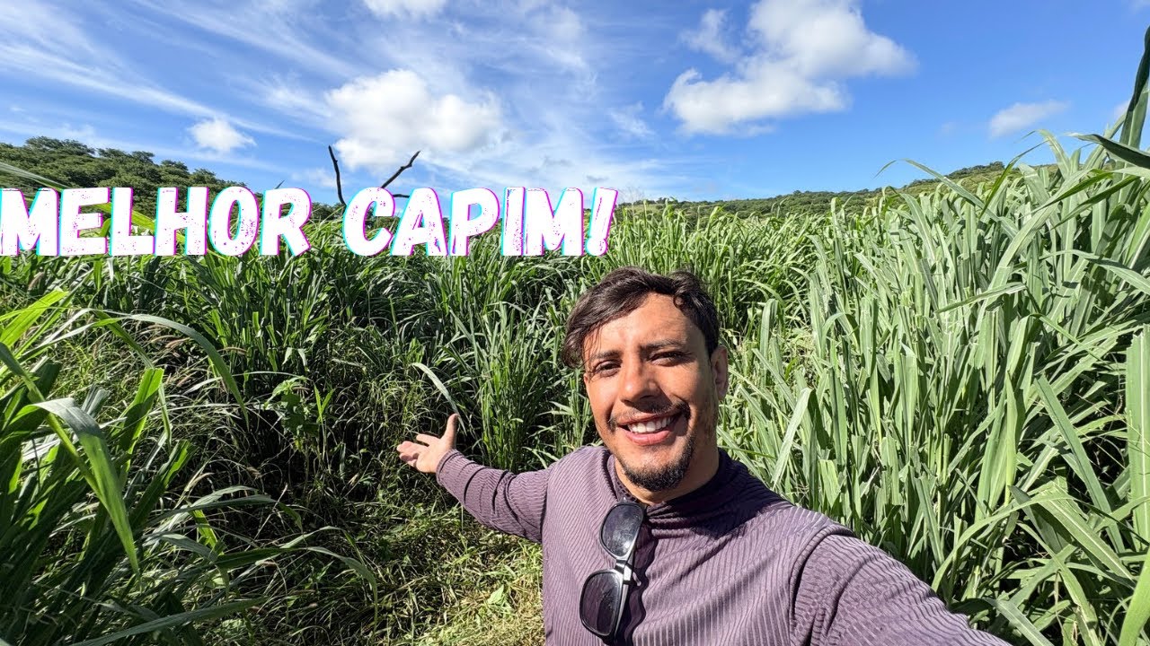 O melhor capim que existe! 