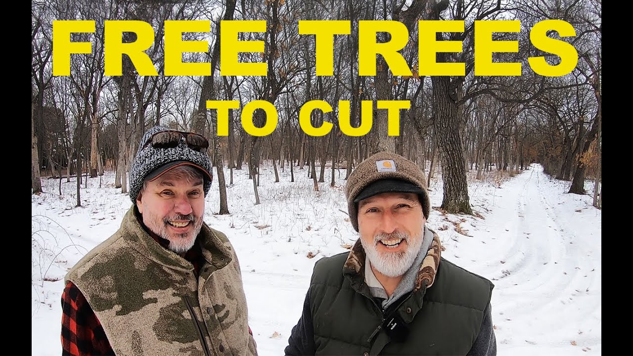 150 ACRES of woods to cut! DEAD OAKS!