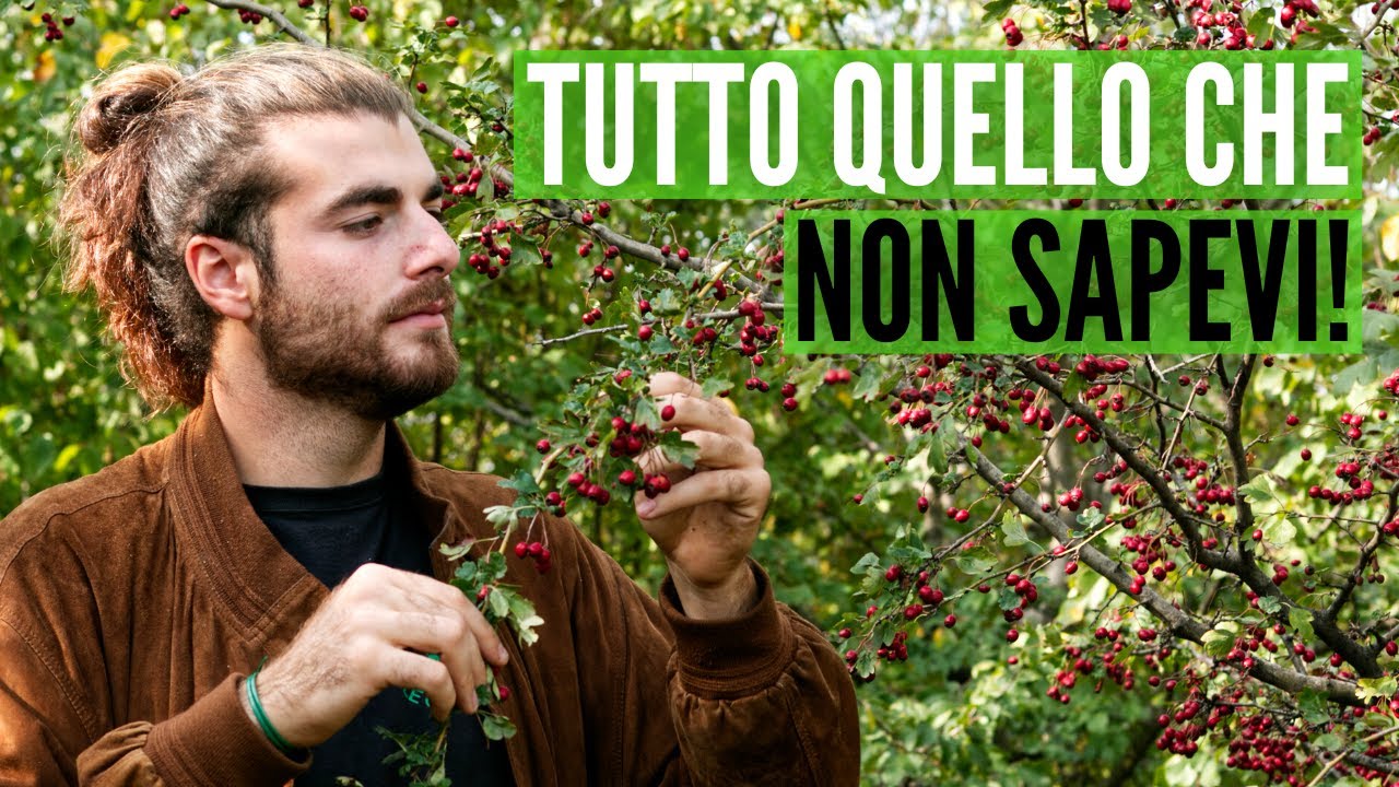 L'importanza del BIANCOSPINO per l’UOMO e per l’ECOSISTEMA |conosciamo le piante|