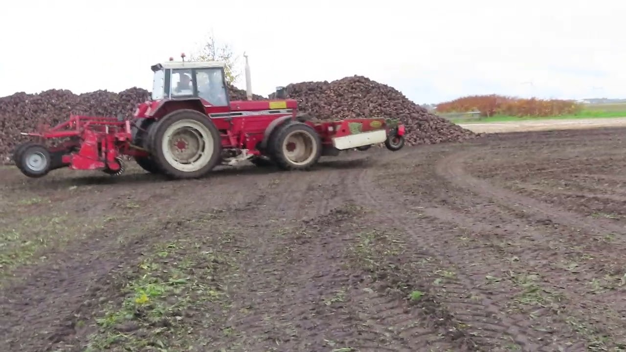 International 1255 bezig met 2 fase bieten rooien