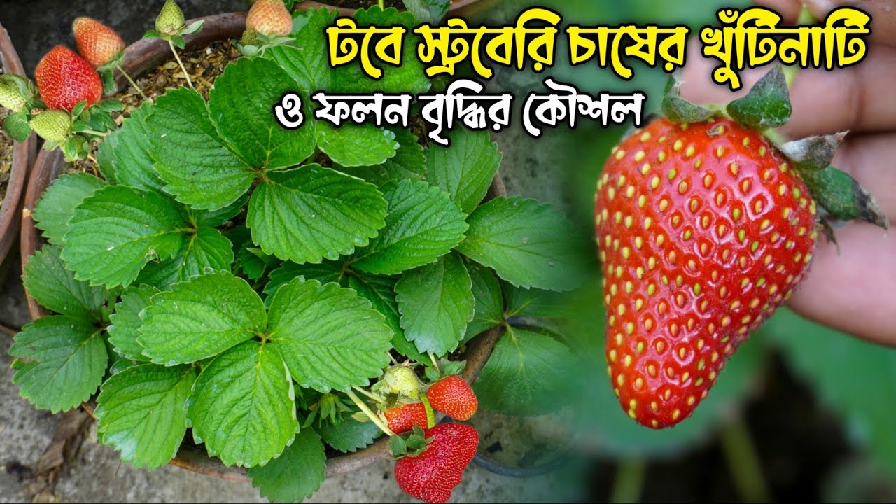 খুব সহজে টবে স্ট্রবেরি চাষ পদ্ধতি  | স্ট্রবেরীর সারা বছরের পরিচর্যা | How to Grow Strawberry at Home