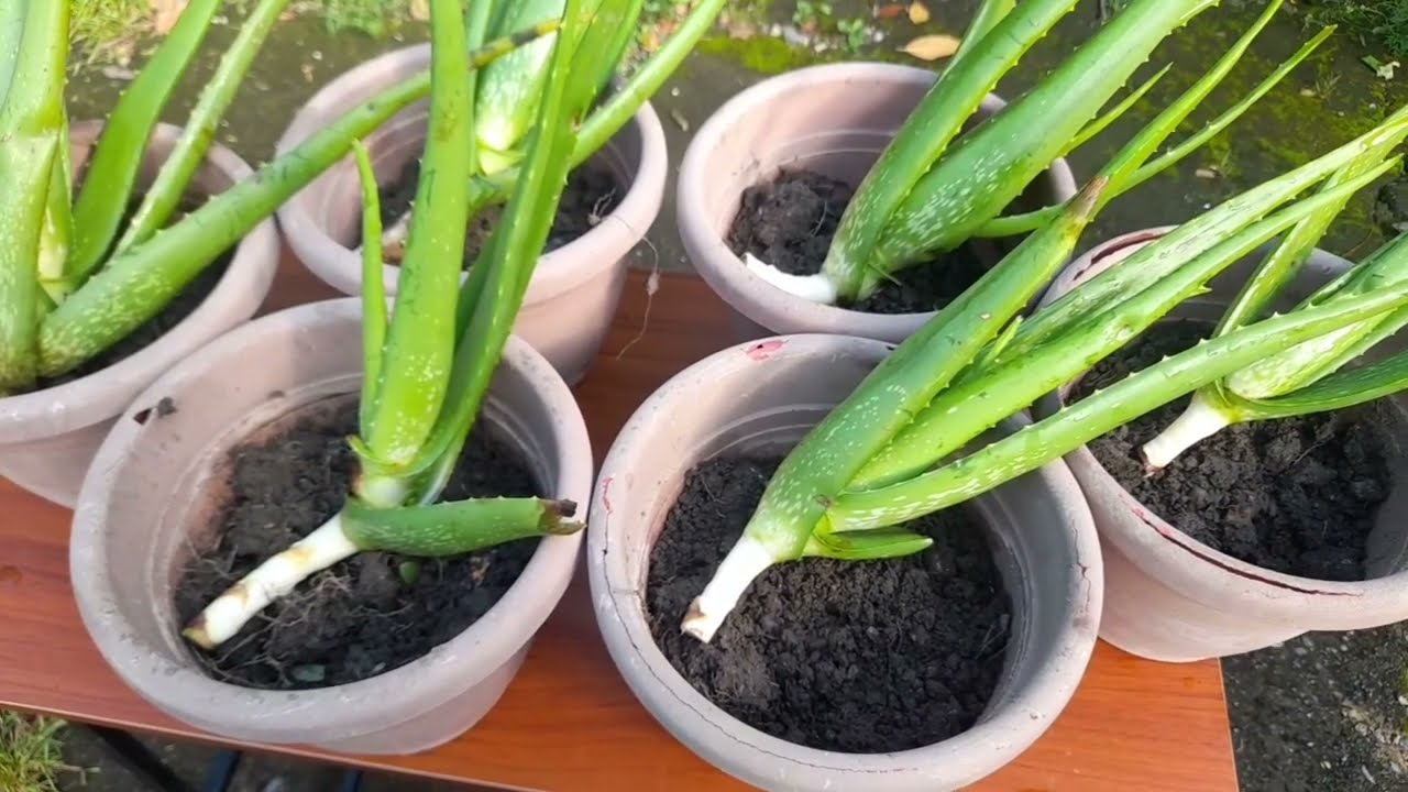 Plant Aloe Vera in Pots Step by Step Guide