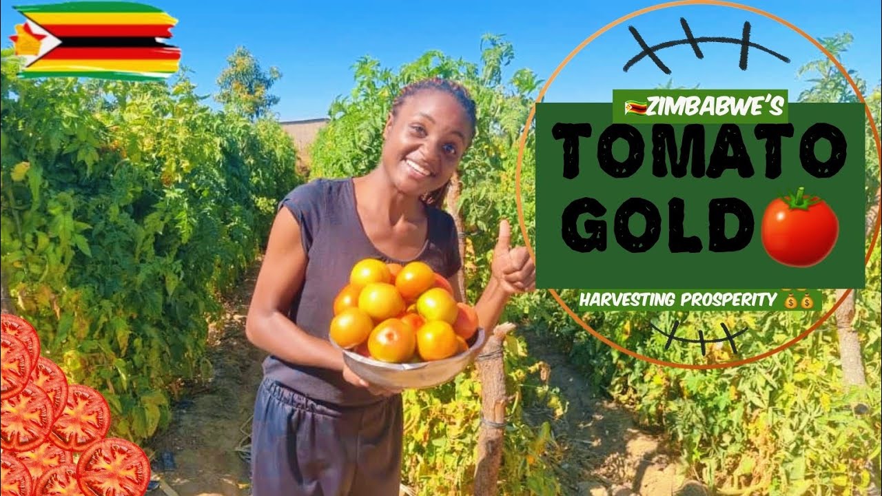 RURAL RISES: The TOMATO 🍅 farming business that's changing lives in the rural lands of ZIMBABWE 🇿🇼🇿🇼