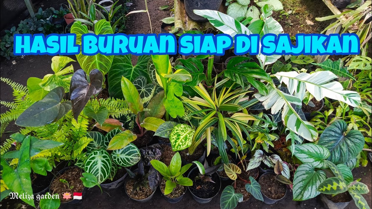 tanaman hias dengan harga grosir siap di serbu.. 🤩