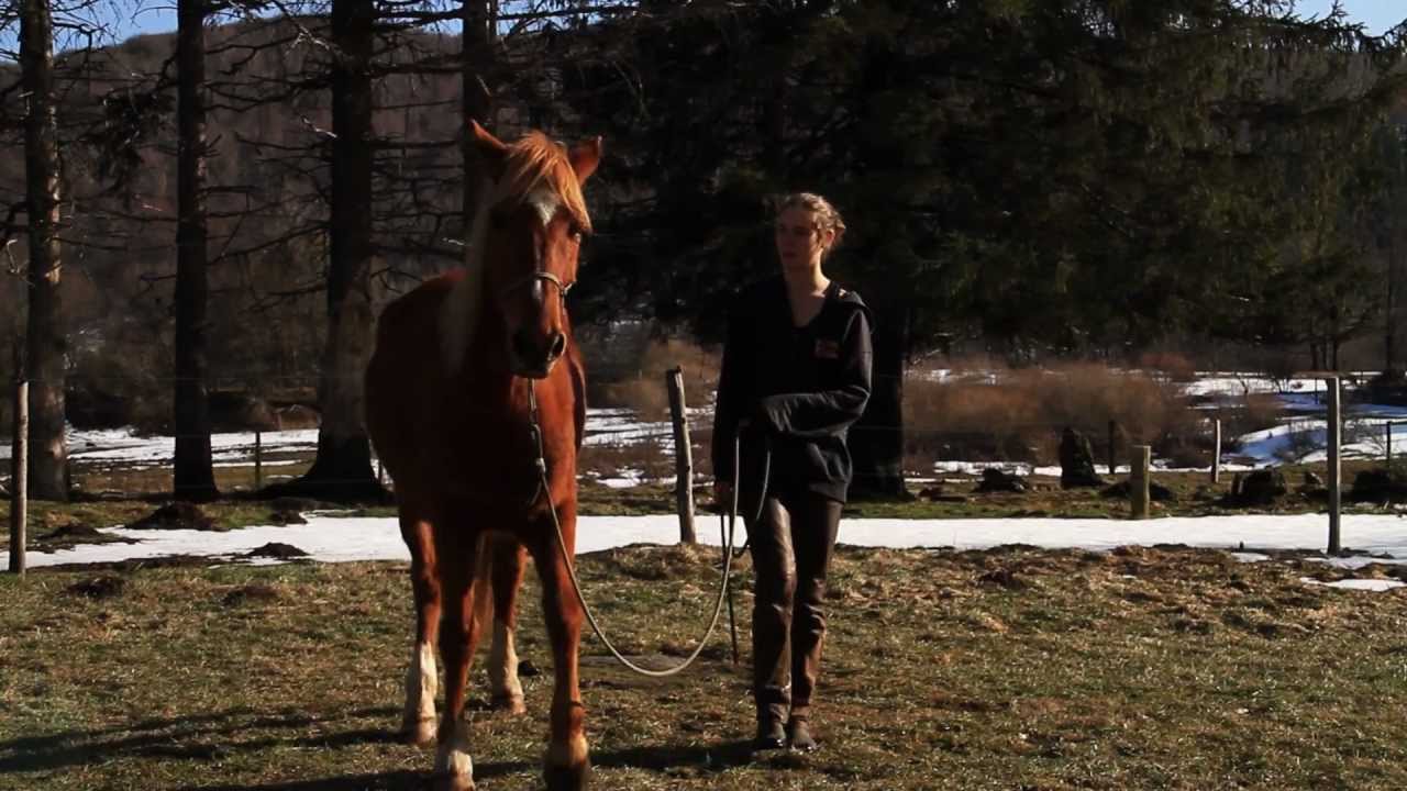 Potentiel du cheval en psychomotricité