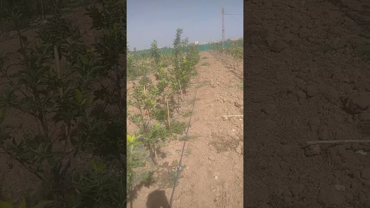 معاينة بساتين التفاح المكثف m9 (احتياطات الشجرة الفترة الشتوية تسميد تزهير.) شلغوم العيد ولاية ميلة
