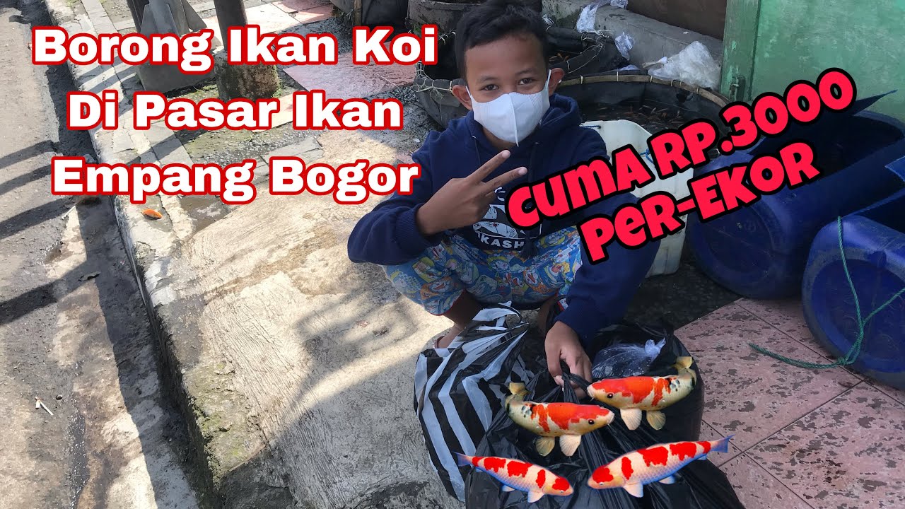 Bocil Borong Ikan koi di pasar ikan Empang Bogor