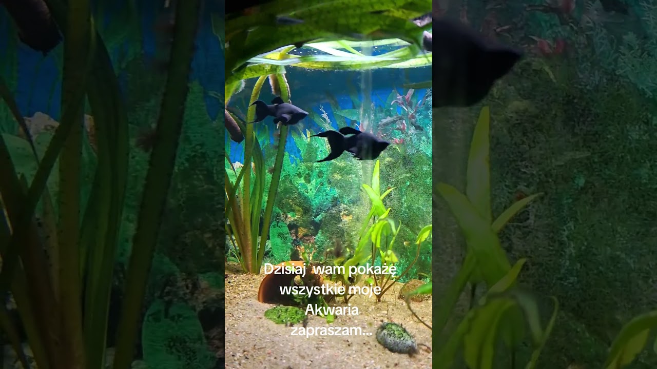 Dziś Pokażę Wam Moje Akwaria  / Akwarystyka z Pasją.