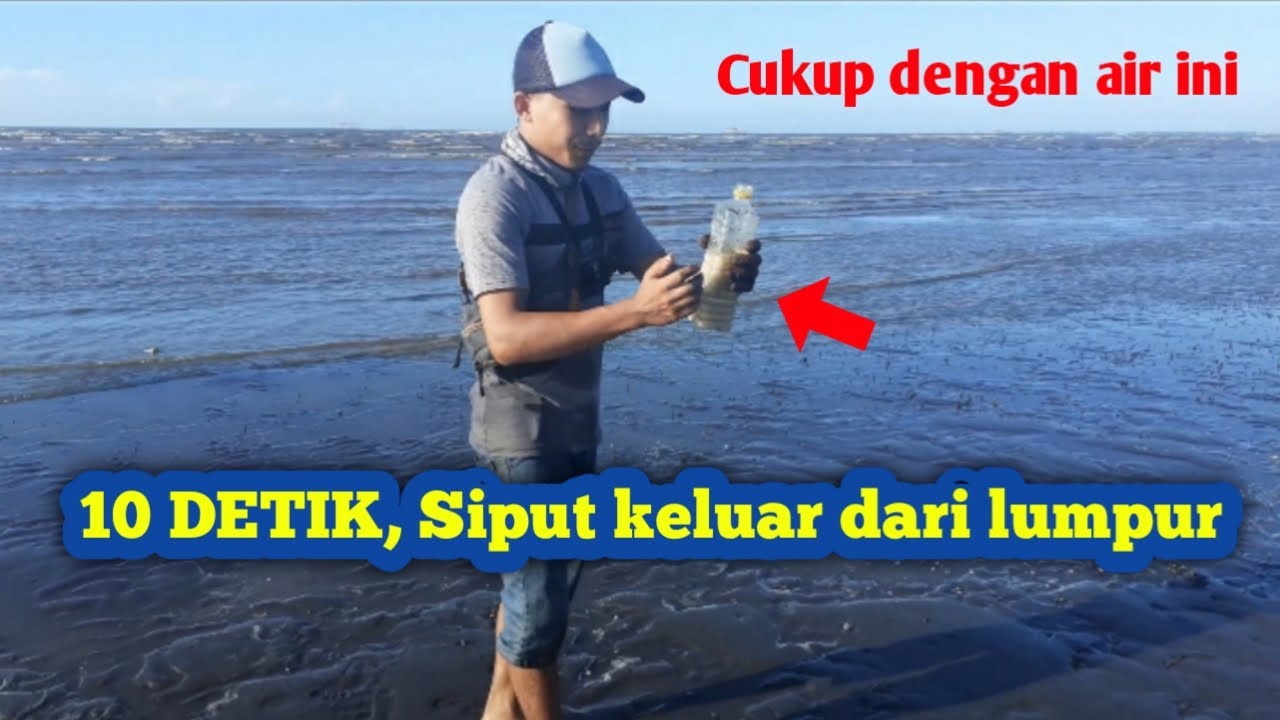 Mencari kerang laut cara mencari siput