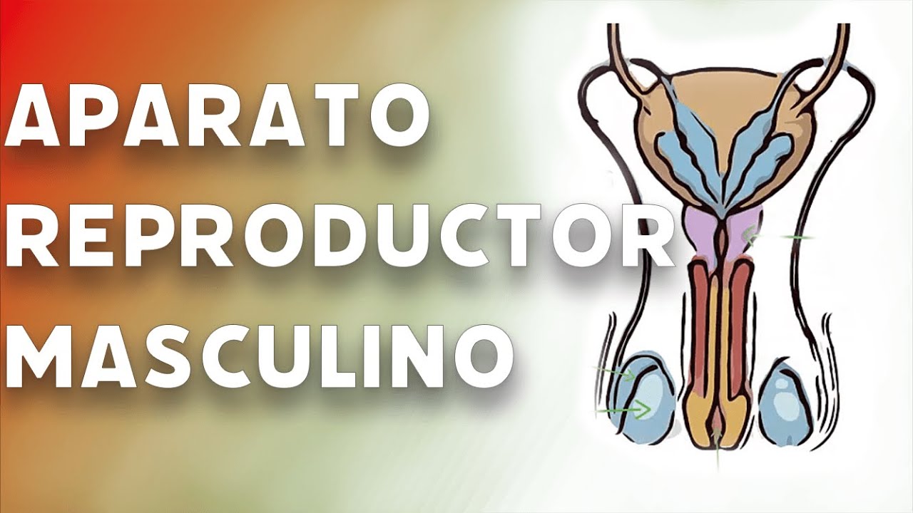 El aparato reproductor masculino.#videolecci&oacute;n. 3&ordm; ESO