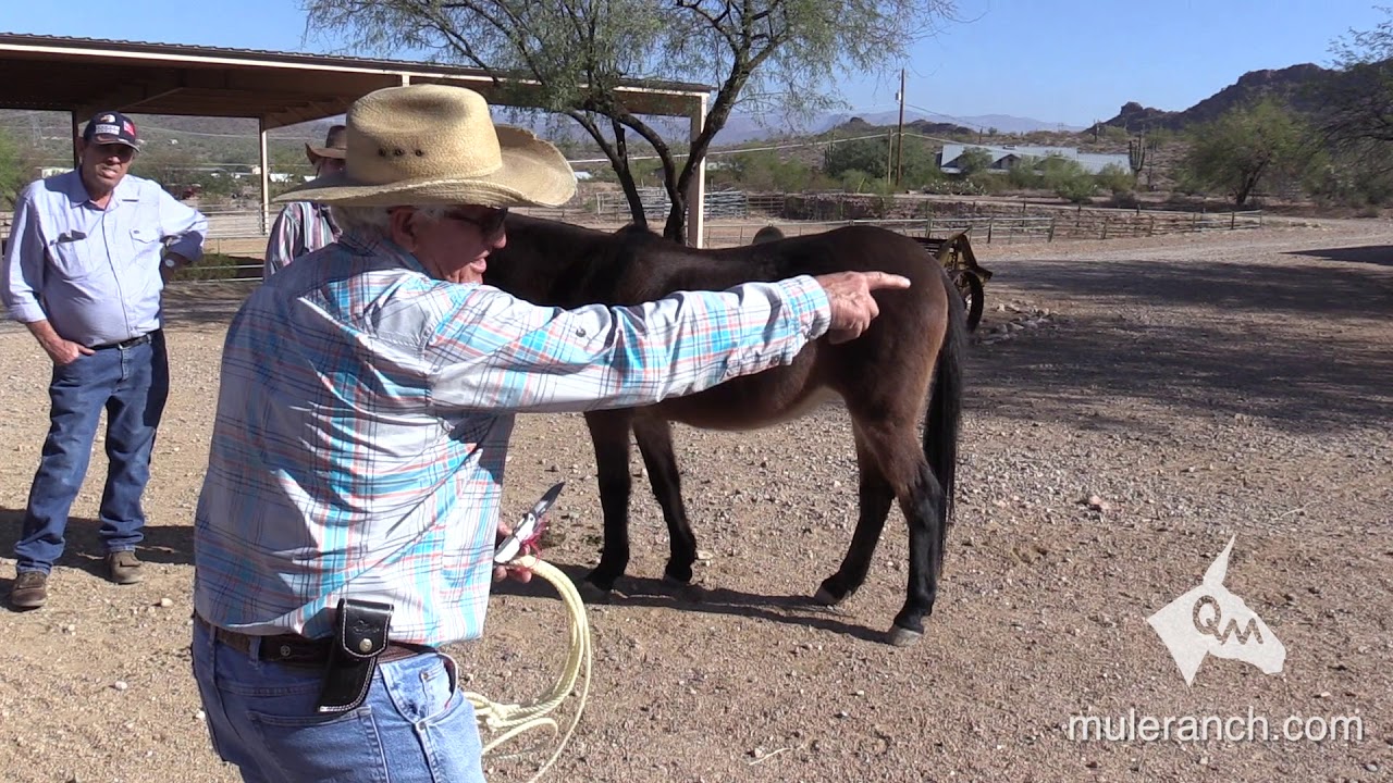 Easy Mistakes to Make Training Your Mule