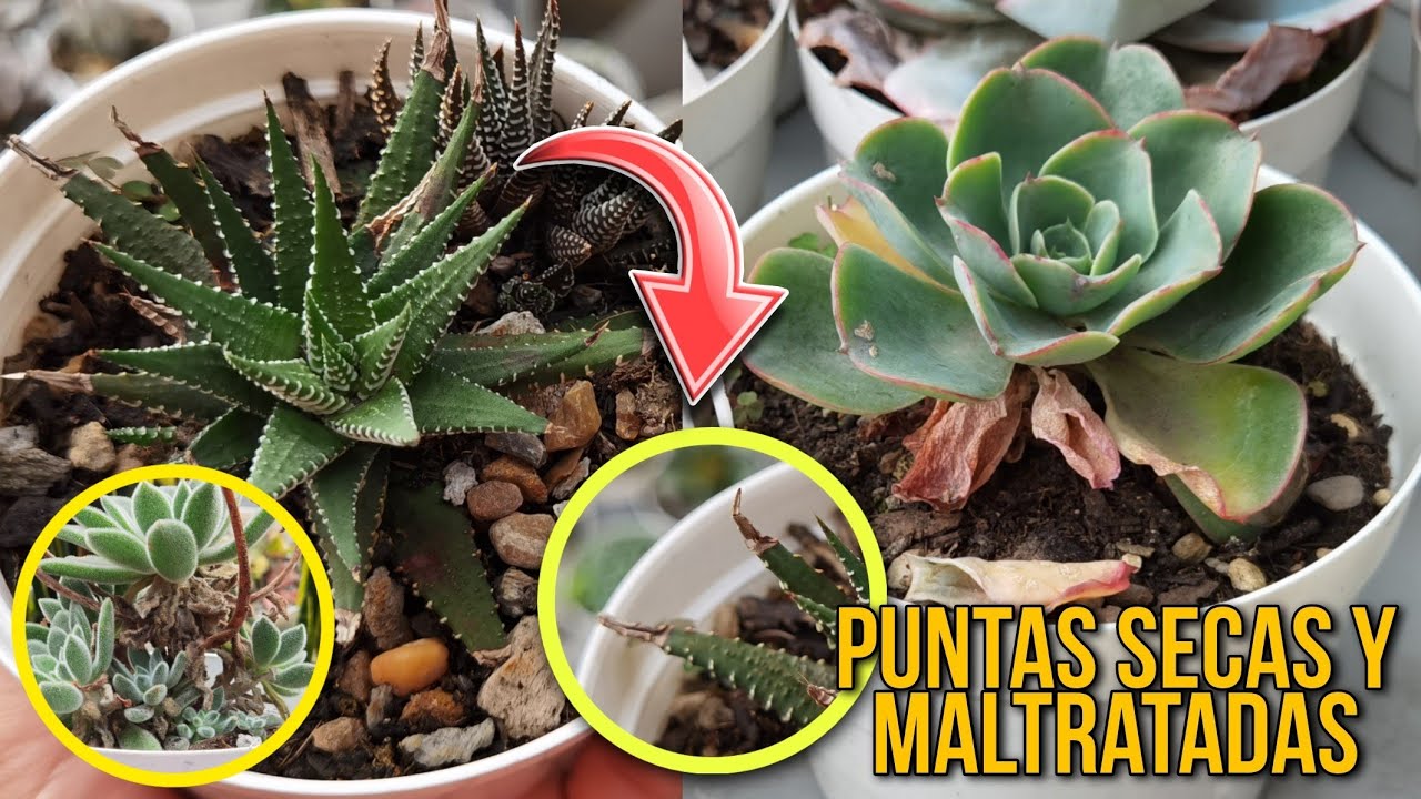 Puntas y hojas secas en las suculentas ¿¿QUÉ SIGNIFICA ESTO?? 😲 | Jardines by Angie