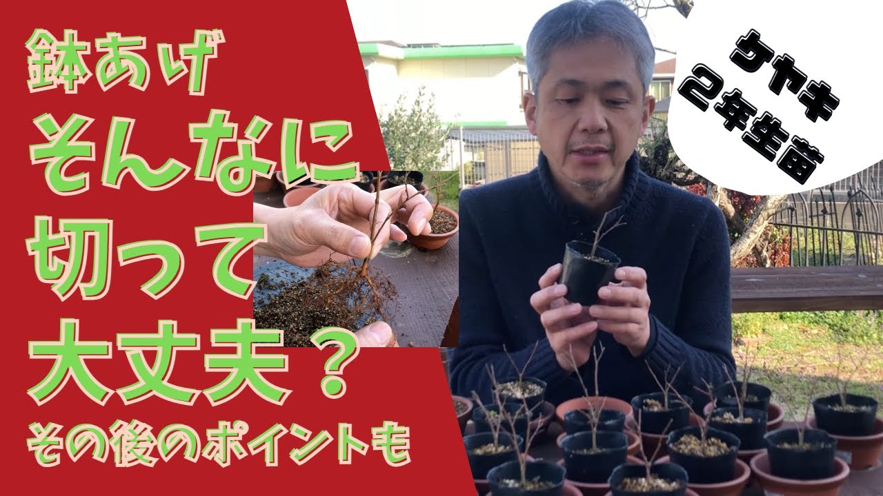ケヤキの鉢上げ、そんなに切って大丈夫？