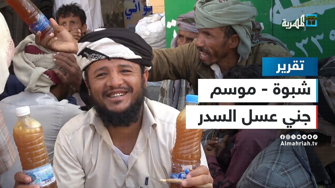 بدء موسم جني عسل السدر ذي الجودة العالية في شبوة