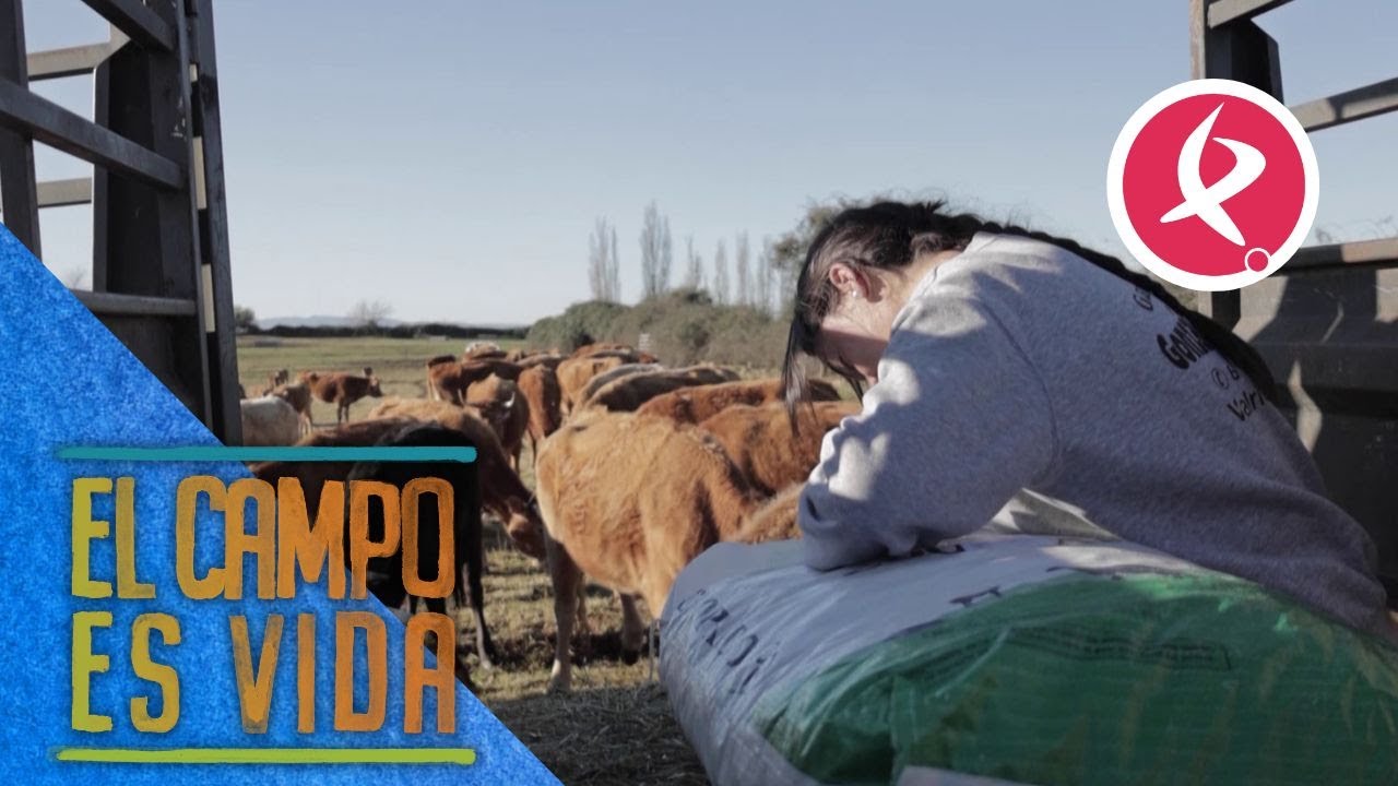 Así es la rutina de Isabel y Lidia con sus vacas | El campo es vida