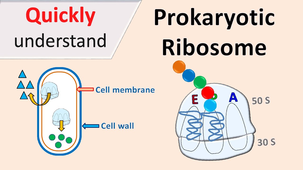 Prokaryotic Ribosomes | 70S Ribosomes