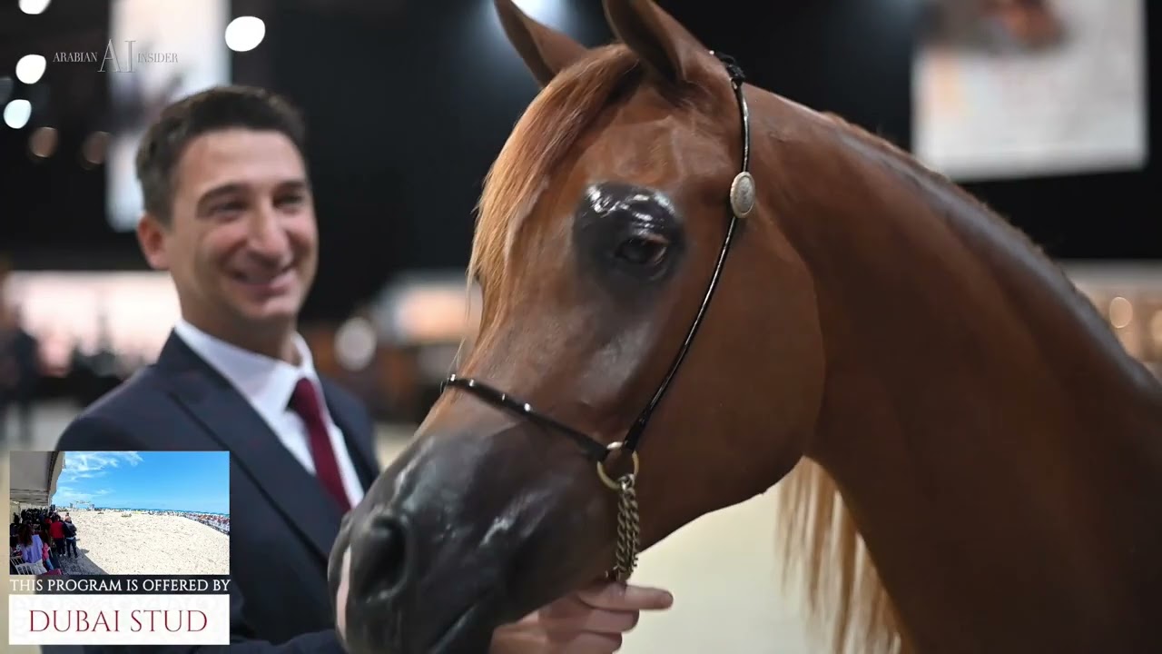 Trapani Arabian Horse Cup 2025   Class SMC