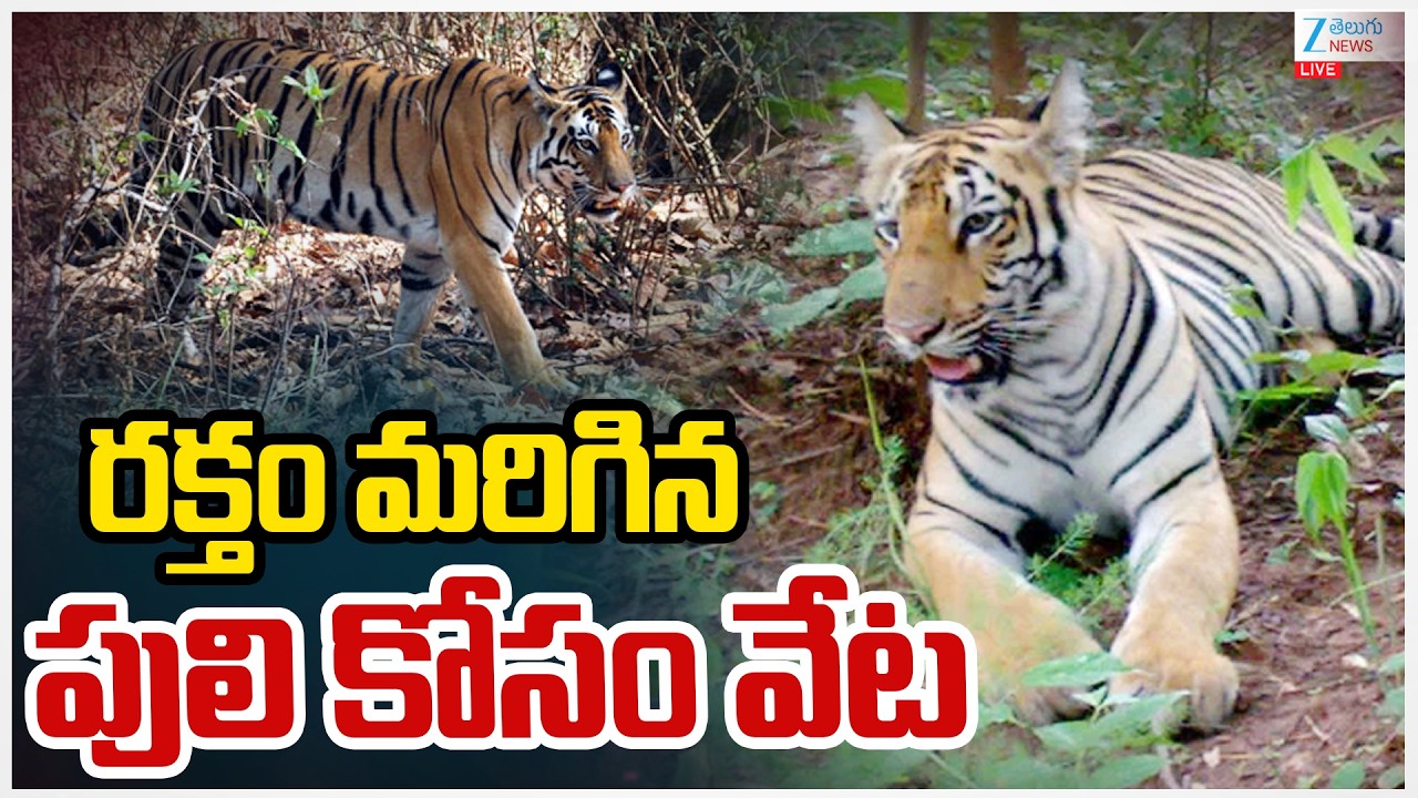 LIVE: Tiger Creates Panic on Kakinada–Polavaram Border | రక్తం మరిగిన పులి కోసం వేట | ZEETeluguNews