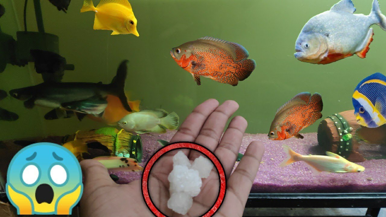 अगर ये चीज Aquarium में डाल दी तो आधी बीमारियों को खत्म कर देगा