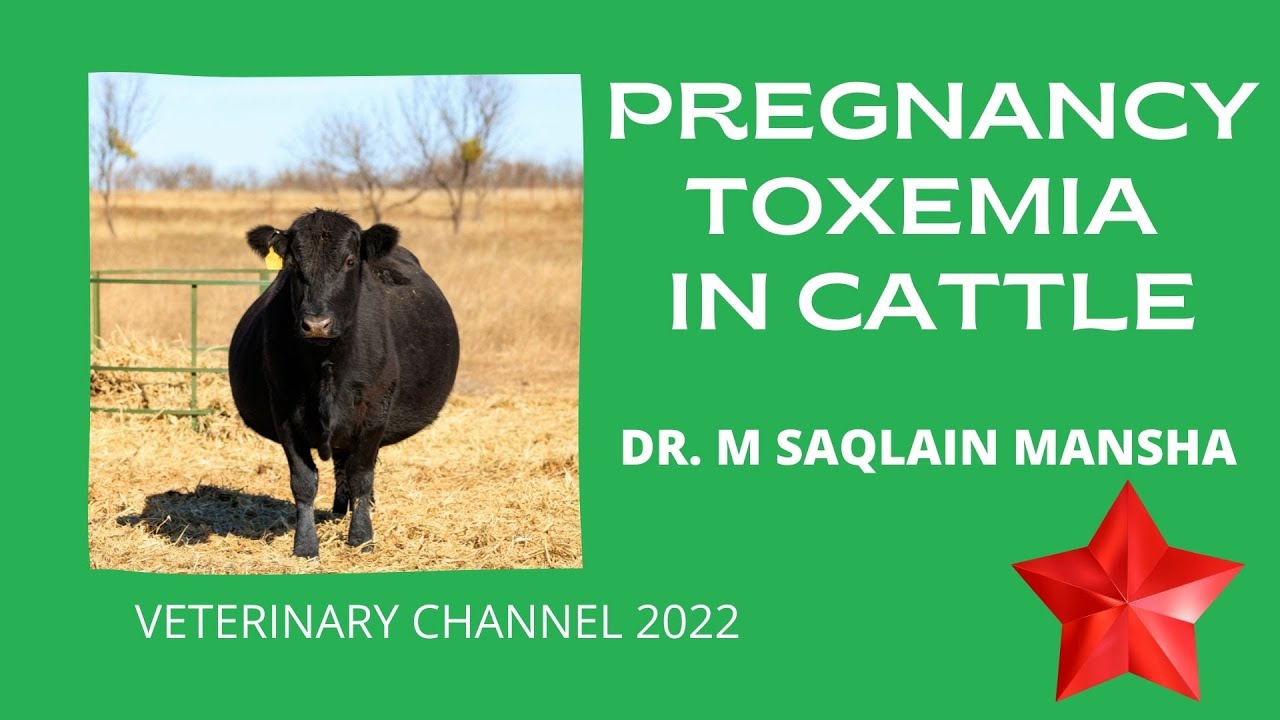 Large Animal Medicine: The Causes, Symptoms, Diagnosis, And Treatment Of Pregnancy Toxemia In Cattle