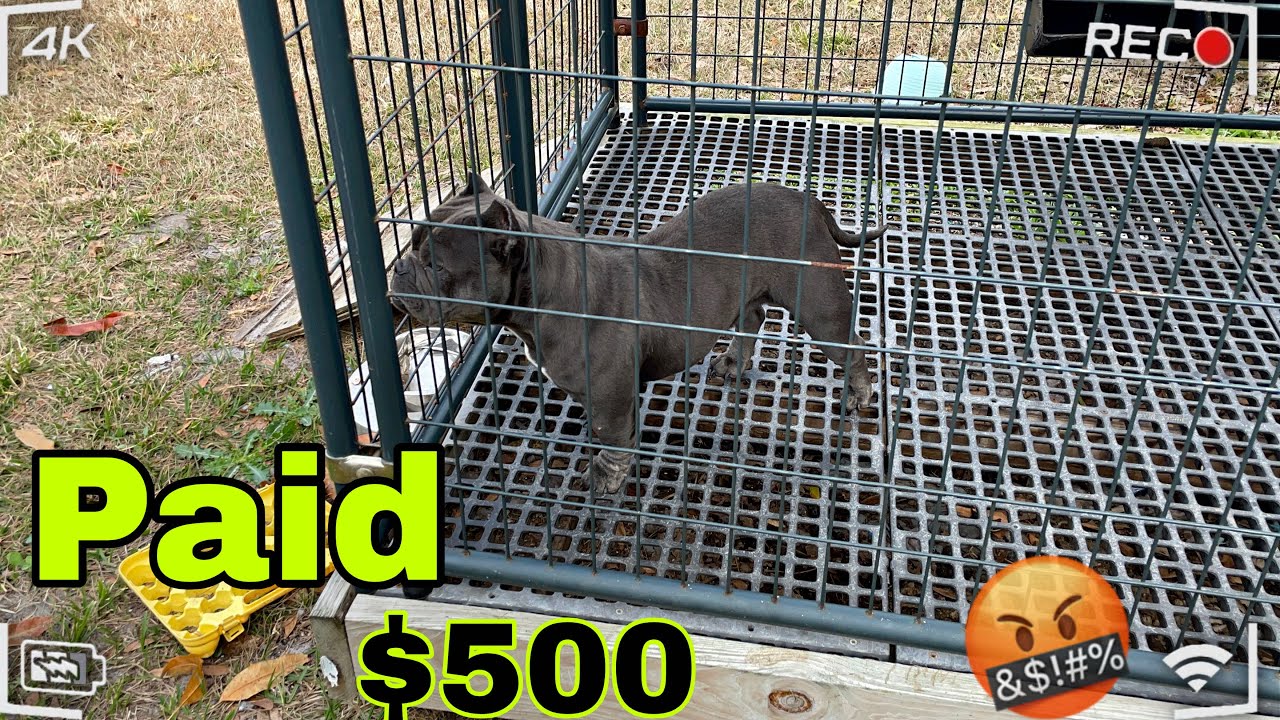 500$ за микро-булли…