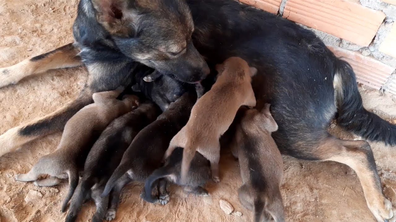 Feeding poor mother dog after giving birth 7 days - Rescue family puppies