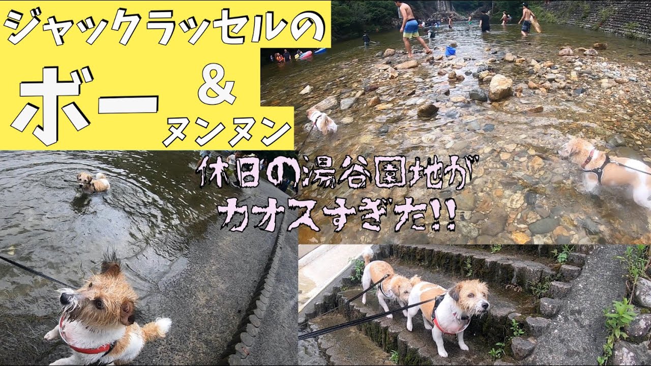ジャックラッセルのボー＆ヌンヌン　湯谷園地へ泳ぎに行ったらカオスだった！