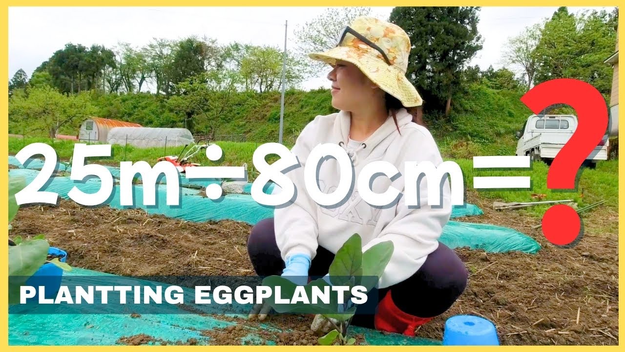 【衝撃的な結果】ナス植えから生まれた謎。。。。