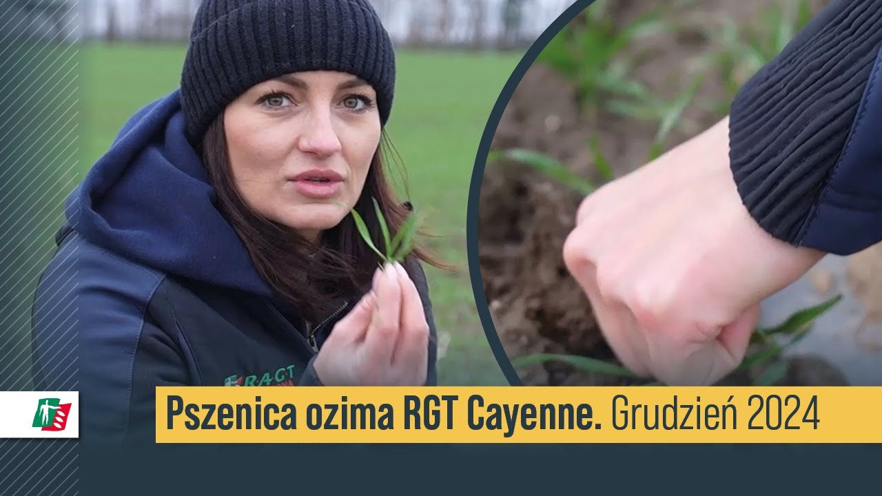 Pszenica ozima RGT Cayenne 🌾🚘 Stan plantacji grudzień 2024 | Pszenica ozima hodowli RAGT 