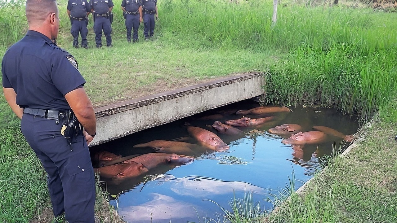 That Was Really Filmed on Camera