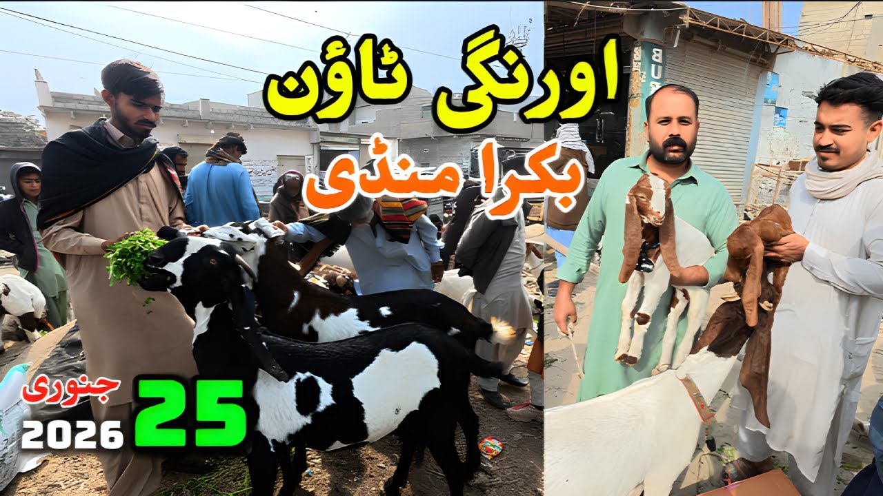 Orangi Town Bakra Mandi Latest Update | Nishan-e-haider Bakra mandi | Sunday Bakra Mandi latest