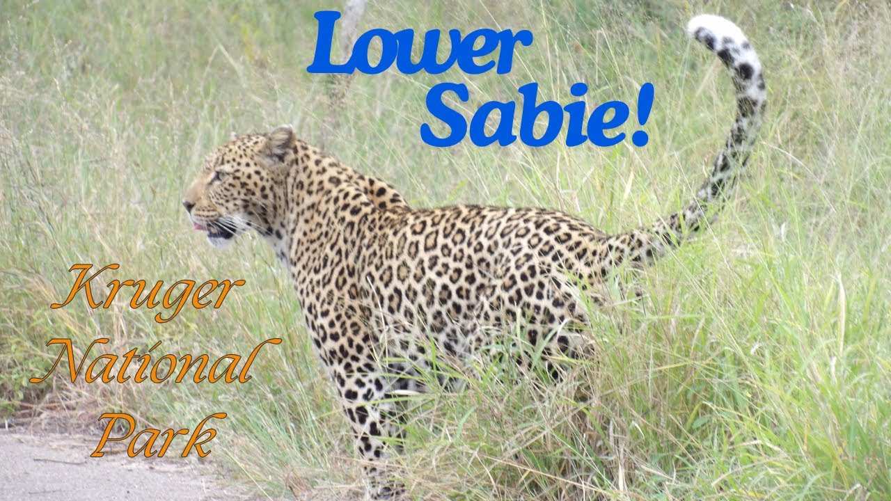 South Africa Trip 2024 | Episode 5 Kruger National Park | Lower Sabie