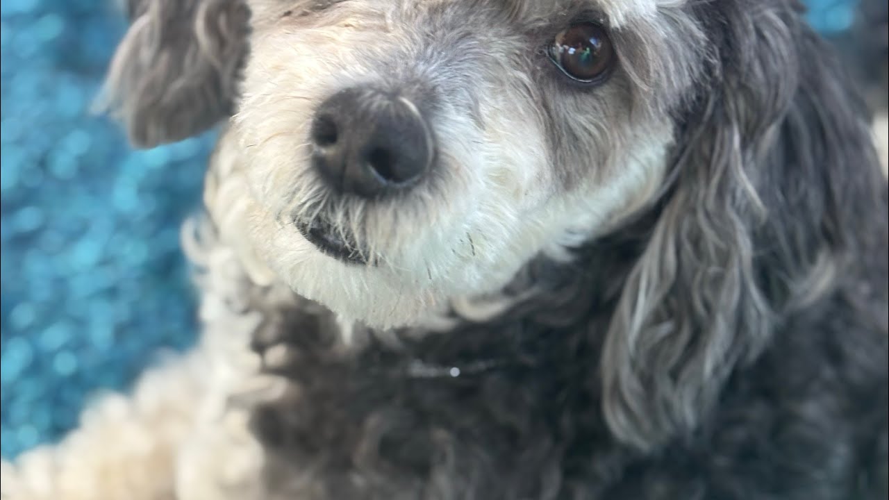 Pampering our Havanese Jax  #touchup #grooming